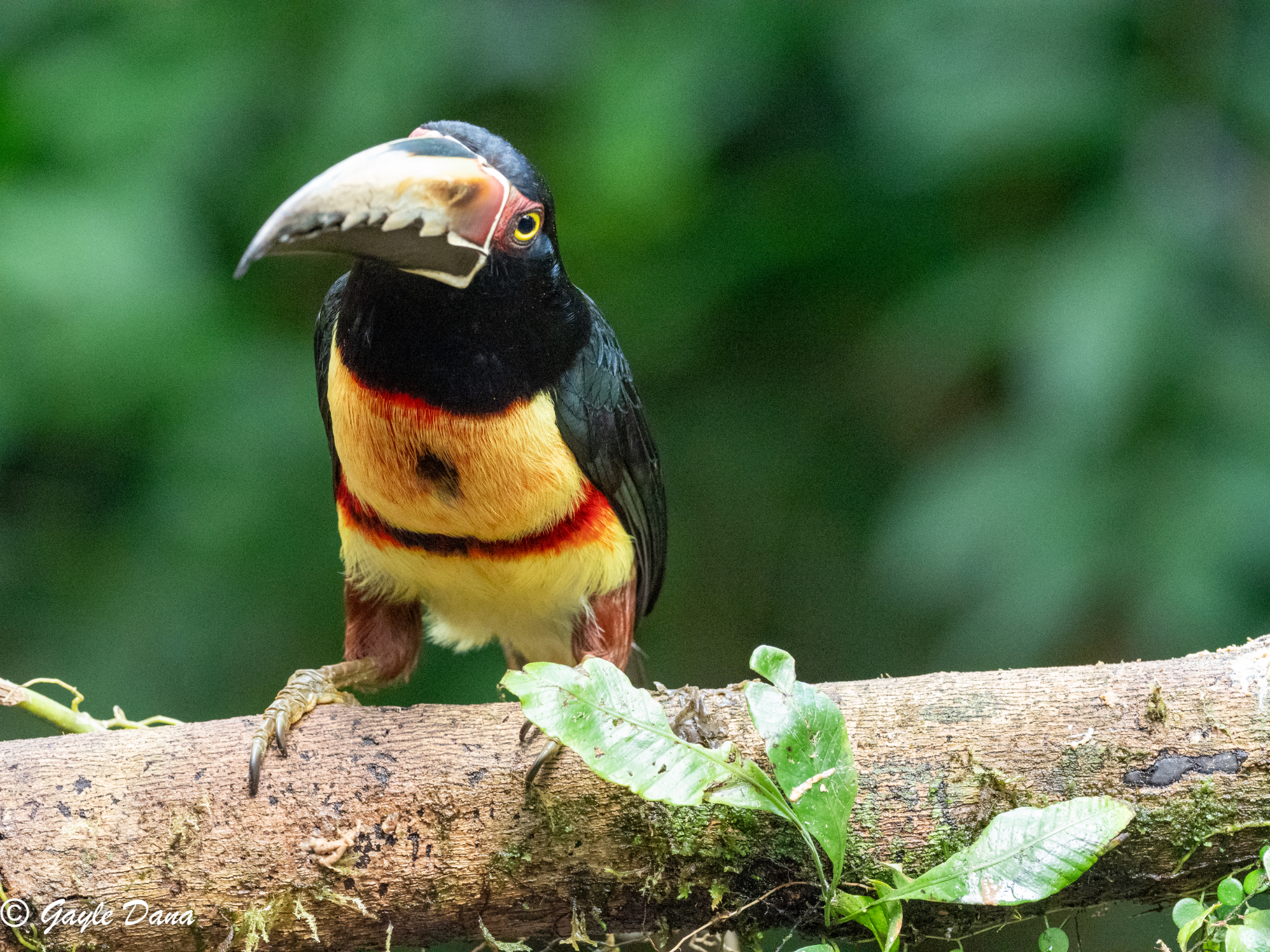 Collared Aracari 2